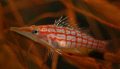   Longnose Hawkfish amongst soft corals. Nikon d70 60mm lens corals d-70, d70, 70,  